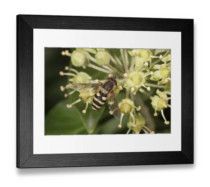 Framed Print : Hoverfly -Syrphus ribesii-, male on flowering Ivy, Untergroeningen, Baden-Wuerttemberg, Germany, Europe Framed Print : Hoverfly -Syrphus ribesii-, male on flowering Ivy, Untergroeningen, Baden-Wuerttemberg, Germany, Europe