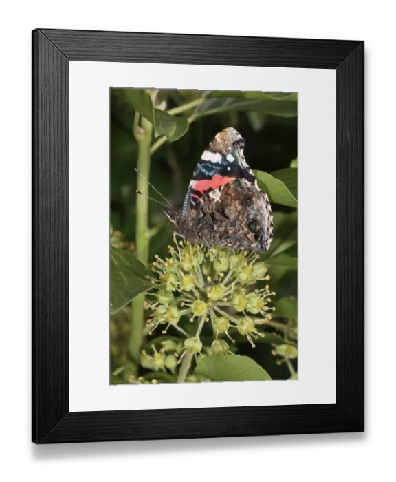 Framed Print : Admiral Butterfly -Vanessa atalanta- sucking nectar from Ivy, Untergroeningen, Baden-Wuerttemberg, Germany, Europe Framed Print : Admiral Butterfly -Vanessa atalanta- sucking nectar from Ivy, Untergroeningen, Baden-Wuerttemberg, Germany, Europe