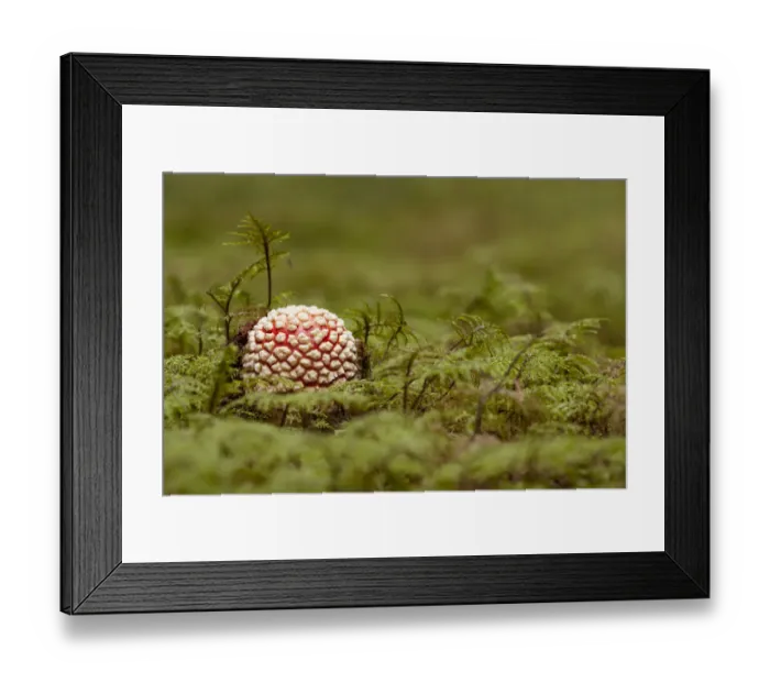 Framed Print : Fly Agaric -Amanita muscaria-, fruiting body between moss, Germany Framed Print : Fly Agaric -Amanita muscaria-, fruiting body between moss, Germany