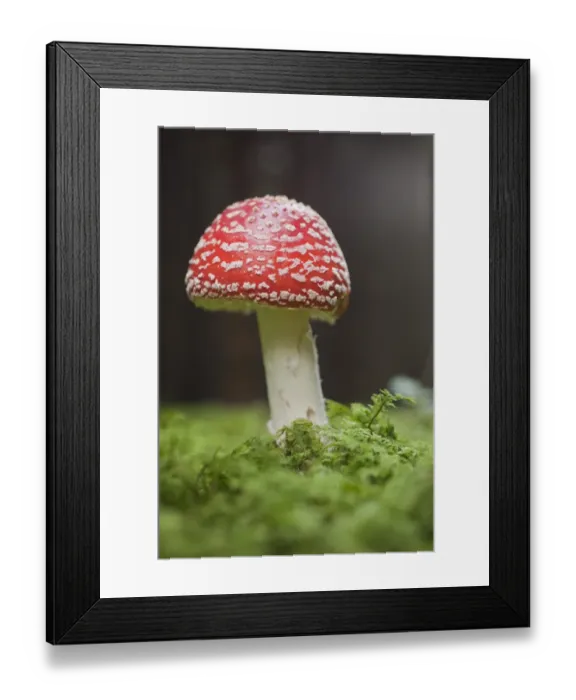 Framed Print : Fly Agaric -Amanita muscaria-, fruiting body, Germany Framed Print : Fly Agaric -Amanita muscaria-, fruiting body, Germany