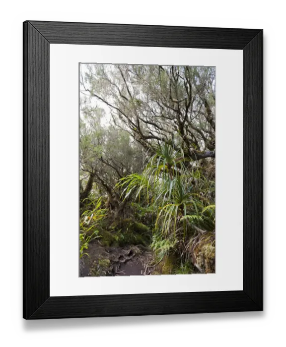Framed Print : Tropical rainforest, Foret de Belouve, Reunion National Park, near Hell-Bourg, La Reunion, Reunion, France Framed Print : Tropical rainforest, Foret de Belouve, Reunion National Park, near Hell-Bourg, La Reunion, Reunion, France