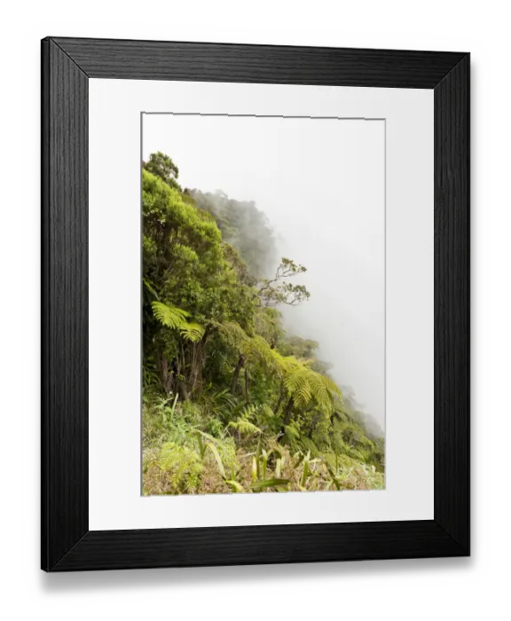 Framed Print : Tree Ferns -Cyatheales- in fog, on the steep slope of the ravine of Le Trou de Fer, Foret de Belouve, Reunion National Park, near Hell-Bourg, La Reunion, Reunion, France