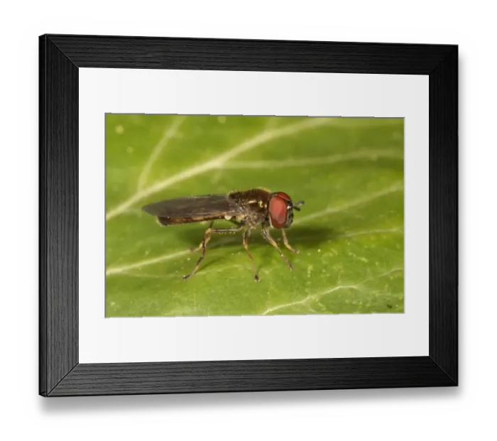 Framed Print : Melanostoma mellinum hoverfly, Untergroningen, Abtsgmuend, Baden-Wurttemberg, Germany Framed Print : Melanostoma mellinum hoverfly, Untergroningen, Abtsgmuend, Baden-Wurttemberg, Germany