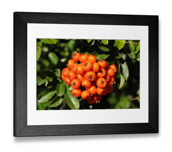 Framed Print : Firethorn or Pyracantha -Pyracantha sp. -, berries growing on the shrub, ornamental plant, Thuringia, Germany Framed Print : Firethorn or Pyracantha -Pyracantha sp. -, berries growing on the shrub, ornamental plant, Thuringia, Germany