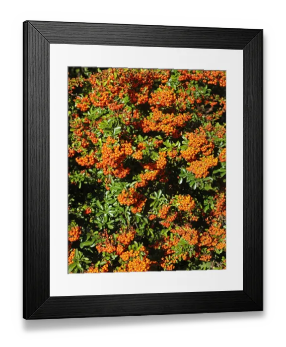 Framed Print : Firethorn or Pyracantha -Pyracantha sp. -, berries growing on the shrub, ornamental plant, Thuringia, Germany Framed Print : Firethorn or Pyracantha -Pyracantha sp. -, berries growing on the shrub, ornamental plant, Thuringia, Germany