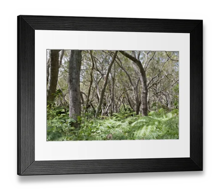 Framed Print : Foret de Belouve, a tropical deciduous forest with Highland Tamarind -Acacia heterophylla- and ferns, near Hell-Bourg, French Overseas Territory, La Reunion