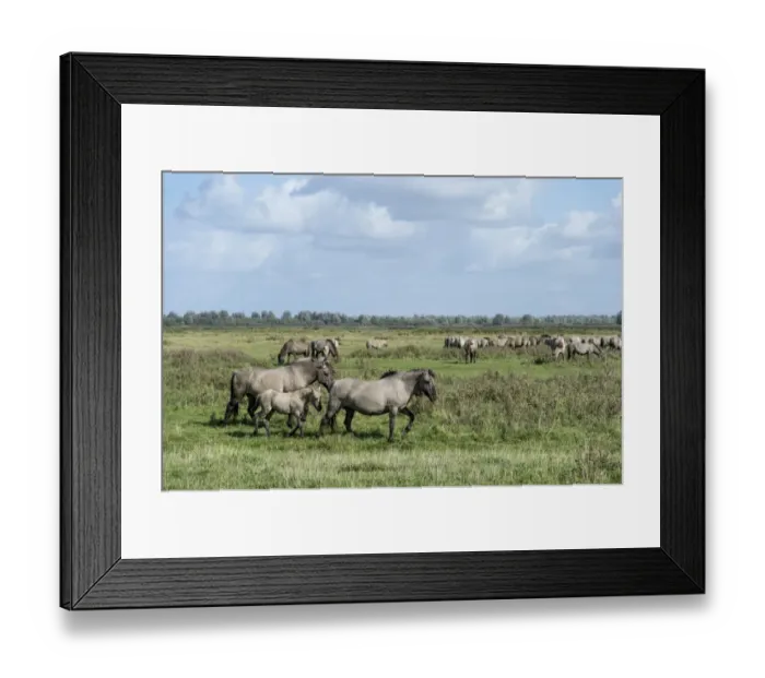 Framed Print : Konik horses, Lauwersmeer National Park, Friesland, Netherlands, Europe Framed Print : Konik horses, Lauwersmeer National Park, Friesland, Netherlands, Europe