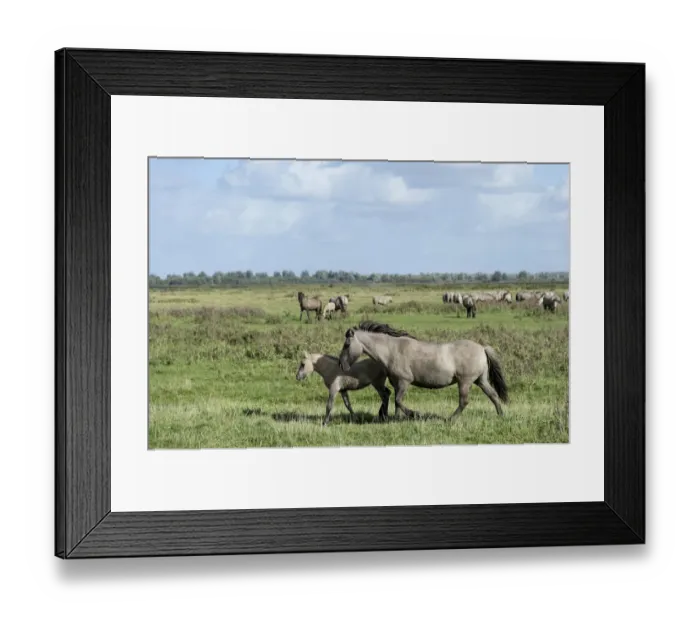 Framed Print : Konik horses, Lauwersmeer National Park, Friesland, Netherlands, Europe Framed Print : Konik horses, Lauwersmeer National Park, Friesland, Netherlands, Europe
