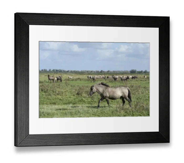 Framed Print : Konik horses, Lauwersmeer National Park, Friesland, Netherlands, Europe Framed Print : Konik horses, Lauwersmeer National Park, Friesland, Netherlands, Europe