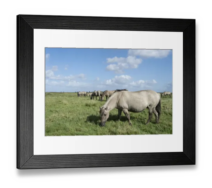 Framed Print : Konik horses, Lauwersmeer National Park, Friesland, Netherlands, Europe Framed Print : Konik horses, Lauwersmeer National Park, Friesland, Netherlands, Europe