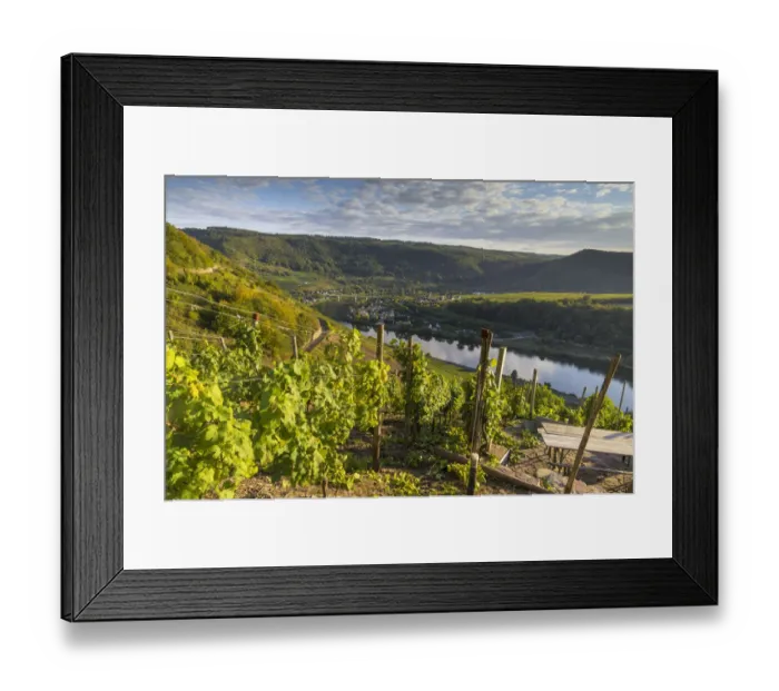 Framed Print : View over vineyards towards the Moselle River and Senheim, Mesenich, Cochem-Zell district, in Rhineland-Palatinate, Germany, Europe Framed Print : View over vineyards towards the Moselle River and Senheim, Mesenich, Cochem-Zell district, in Rhineland-Palatinate, Germany, Europe