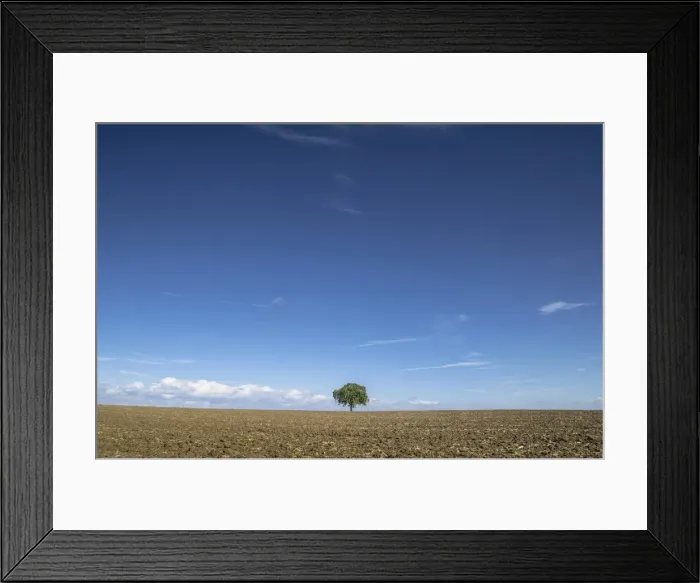 Framed Print : Single tree on a field, Mainz Bingen district, Rhineland-Palatinate, Germany, Europe Framed Print : Single tree on a field, Mainz Bingen district, Rhineland-Palatinate, Germany, Europe