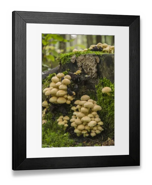 Framed Print : Sulphur Tuft or Clustered Woodlover -Hypholoma fasciculare-, Thuringia, Germany Framed Print : Sulphur Tuft or Clustered Woodlover -Hypholoma fasciculare-, Thuringia, Germany