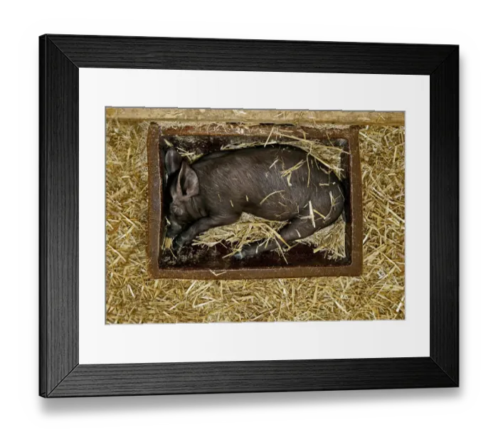 Framed Print : Black piglet sleeping in a feeding trough, Bavaria, Germany