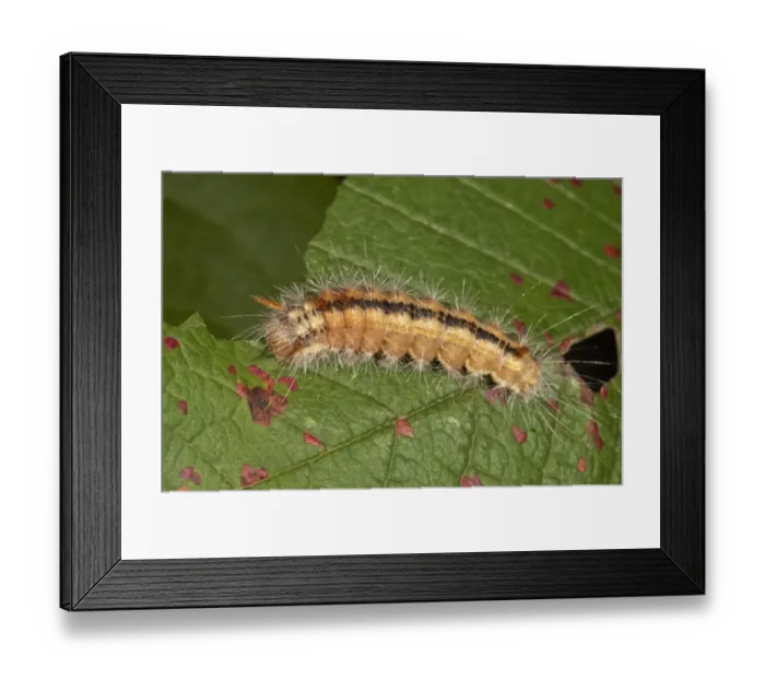 Framed Print : Nut-tree Tussock -Colocasia coryli-, caterpillar, Untergroeningen, Baden-Wuerttemberg, Germany, Europe Framed Print : Nut-tree Tussock -Colocasia coryli-, caterpillar, Untergroeningen, Baden-Wuerttemberg, Germany, Europe
