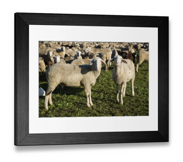 Framed Print : Flock of sheep, domestic sheep -Ovis orientalis aries-, Swabian Alb, Baden-Wuerttemberg, Germany, Europe, PublicGround Framed Print : Flock of sheep, domestic sheep -Ovis orientalis aries-, Swabian Alb, Baden-Wuerttemberg, Germany, Europe, PublicGround