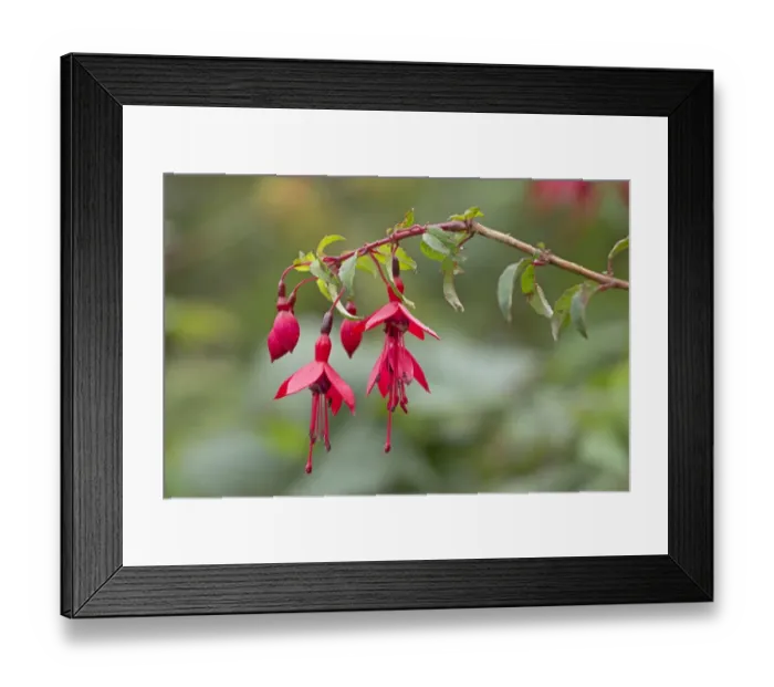 Framed Print : Fuchsia -Fuchsia-, Glencolumbkille, County Donegal, Ireland, Europe Framed Print : Fuchsia -Fuchsia-, Glencolumbkille, County Donegal, Ireland, Europe