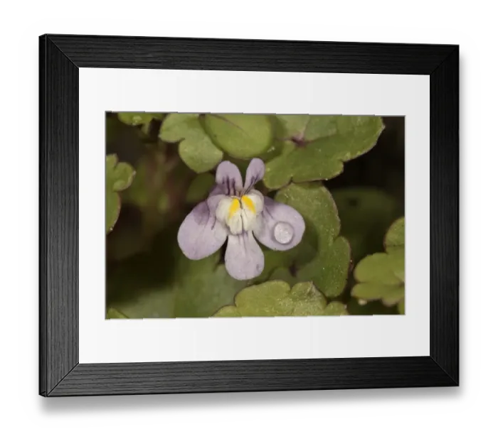 Framed Print : Kenilworth Ivy -Cymbalaria muralis-, blossom, Untergroeningen, Baden-Wuerttemberg, Germany, Europe Framed Print : Kenilworth Ivy -Cymbalaria muralis-, blossom, Untergroeningen, Baden-Wuerttemberg, Germany, Europe