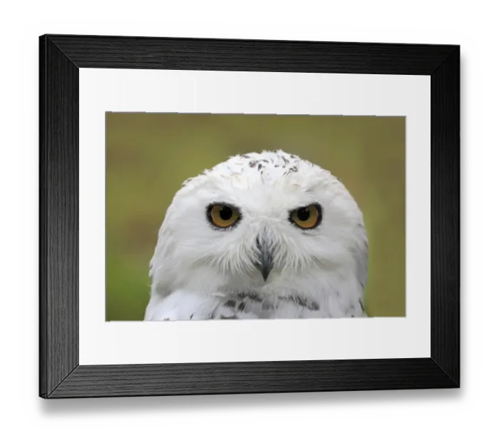 Framed Print : Snowy Owl -Bubo scandiacus-, portrait, captive, Wildpark Alte Fasanerie, Hanau, Hesse, Germany Framed Print : Snowy Owl -Bubo scandiacus-, portrait, captive, Wildpark Alte Fasanerie, Hanau, Hesse, Germany