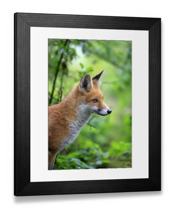 Framed Print : Red Fox -Vulpes vulpes-, adult, alert, captive, Hanau, Hesse, Germany Framed Print : Red Fox -Vulpes vulpes-, adult, alert, captive, Hanau, Hesse, Germany