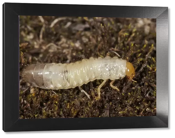 Scarab Beetle -Scarabaeidae sp. - larva, Untergroeningen, Abtsgmuend, Baden-Wuerttemberg, Germany