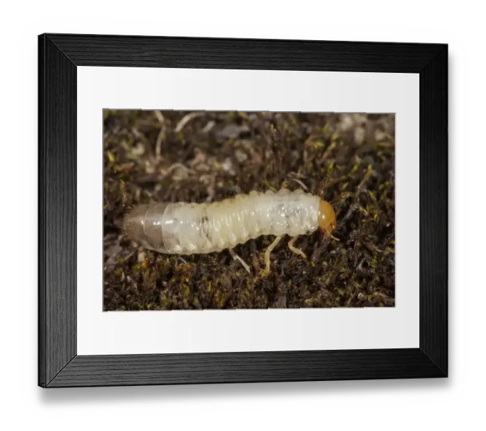 Framed Print : Scarab Beetle -Scarabaeidae sp. - larva, Untergroeningen, Abtsgmuend, Baden-Wuerttemberg, Germany Framed Print : Scarab Beetle -Scarabaeidae sp. - larva, Untergroeningen, Abtsgmuend, Baden-Wuerttemberg, Germany