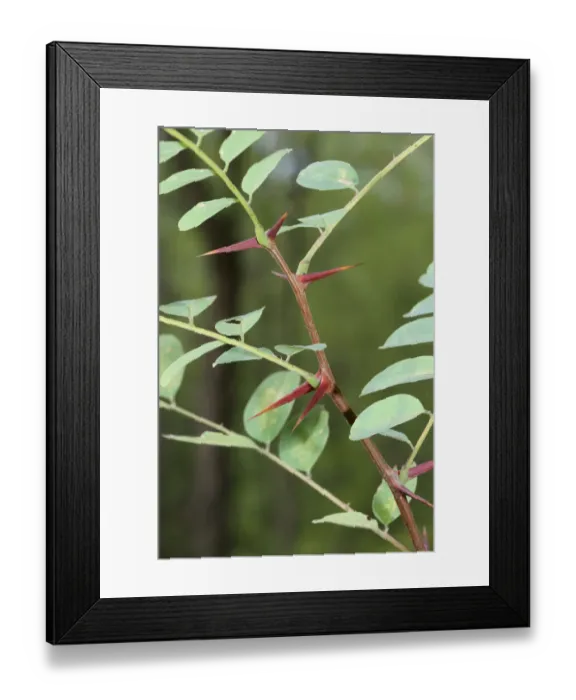 Framed Print : Leaves and thorns of an Acacia -Acacia-, Hungary, Europe Framed Print : Leaves and thorns of an Acacia -Acacia-, Hungary, Europe