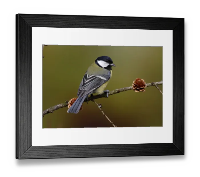 Framed Print : Great Tit -Parus major- sitting on a larch branch, Neunkirchen in Siegerland, North Rhine-Westphalia, Germany, Europe Framed Print : Great Tit -Parus major- sitting on a larch branch, Neunkirchen in Siegerland, North Rhine-Westphalia, Germany, Europe