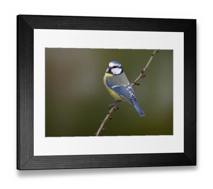 Framed Print : Blue Tit -Parus caeruleus- sitting on a larch branch, Neunkirchen in Siegerland, North Rhine-Westphalia, Germany, Europe Framed Print : Blue Tit -Parus caeruleus- sitting on a larch branch, Neunkirchen in Siegerland, North Rhine-Westphalia, Germany, Europe