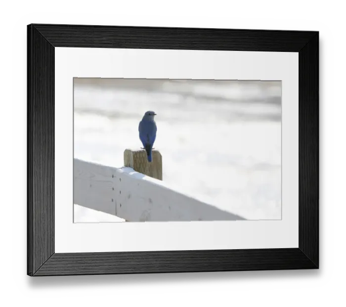Framed Print : Mountain Bluebird -Sialia currucoides-, Old Faithful, Yellowstone National Park, Wyoming, USA