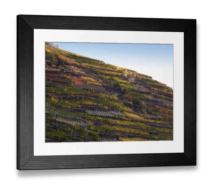 Framed Print : Vineyard with vines on steep slopes and terraces at the autumn, Mayschoss, Ahrtal, Eifel, Rhineland-Palatinate, Germany Framed Print : Vineyard with vines on steep slopes and terraces at the autumn, Mayschoss, Ahrtal, Eifel, Rhineland-Palatinate, Germany