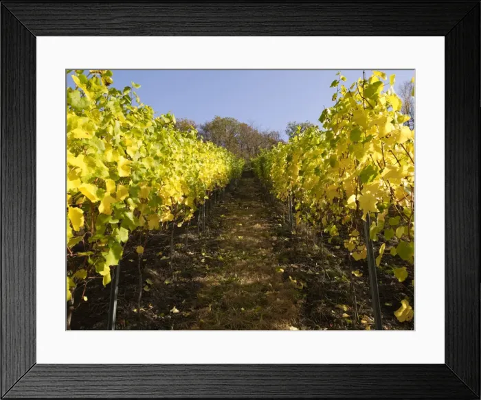 Framed Print : Vines in autumn, Mayschoss, Ahrtal, Eifel, Rhineland-Palatinate, Germany Framed Print : Vines in autumn, Mayschoss, Ahrtal, Eifel, Rhineland-Palatinate, Germany