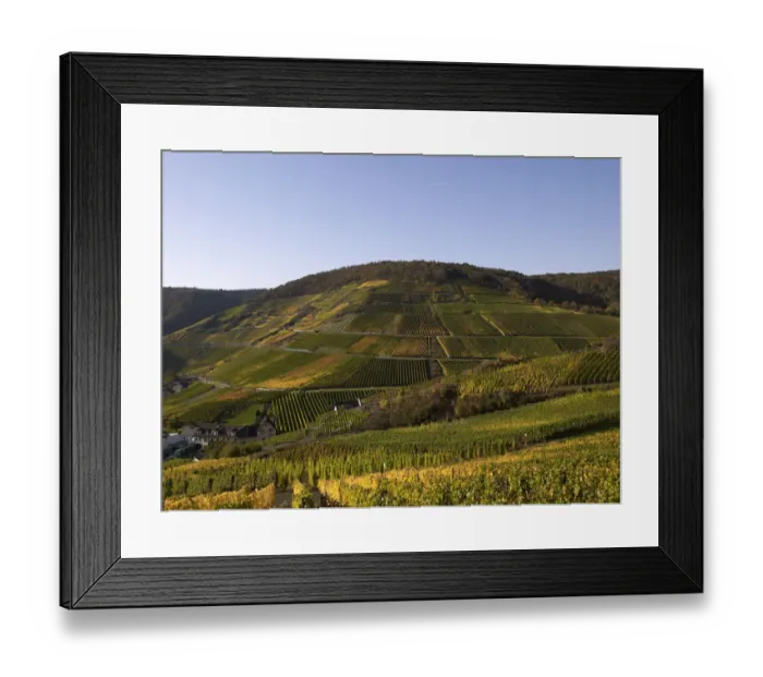 Framed Print : Vineyards in autumn, Mayschoss, Ahrtal, Eifel, Rhineland-Palatinate, Germany Framed Print : Vineyards in autumn, Mayschoss, Ahrtal, Eifel, Rhineland-Palatinate, Germany