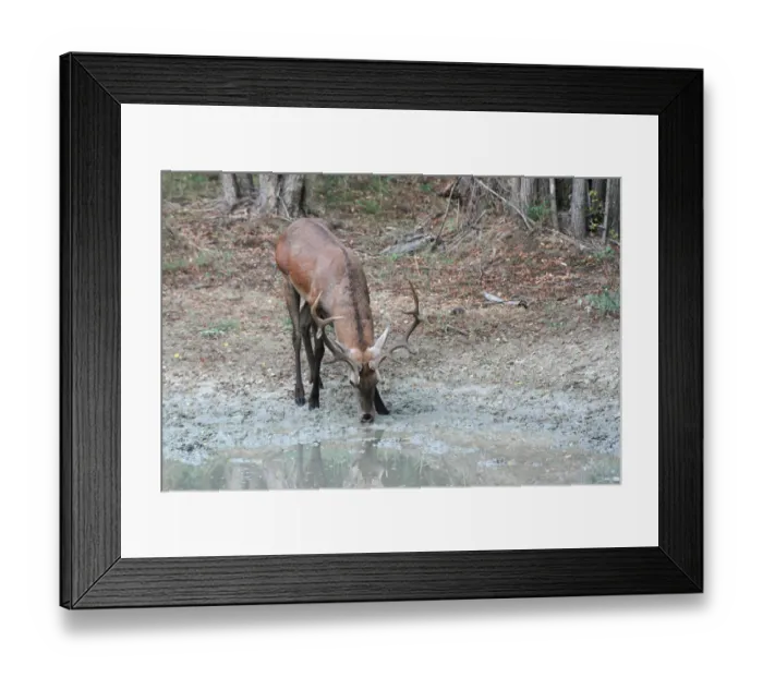 Framed Print : Red Deer -Cervus elaphus-, stag drinking at a waterhole, Hungary Framed Print : Red Deer -Cervus elaphus-, stag drinking at a waterhole, Hungary