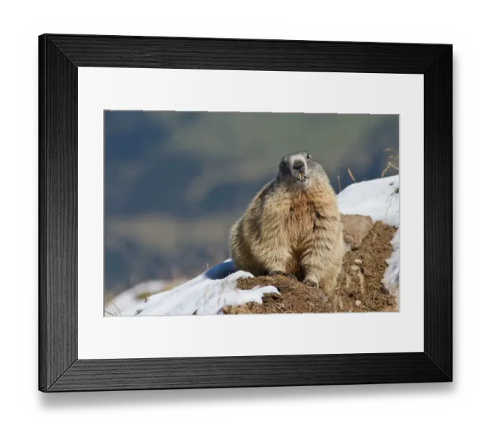 Framed Print : Alpine Marmot -Marmota marmota-, Oberallgau, Allgau, Swabia, Bavaria, Germany Framed Print : Alpine Marmot -Marmota marmota-, Oberallgau, Allgau, Swabia, Bavaria, Germany