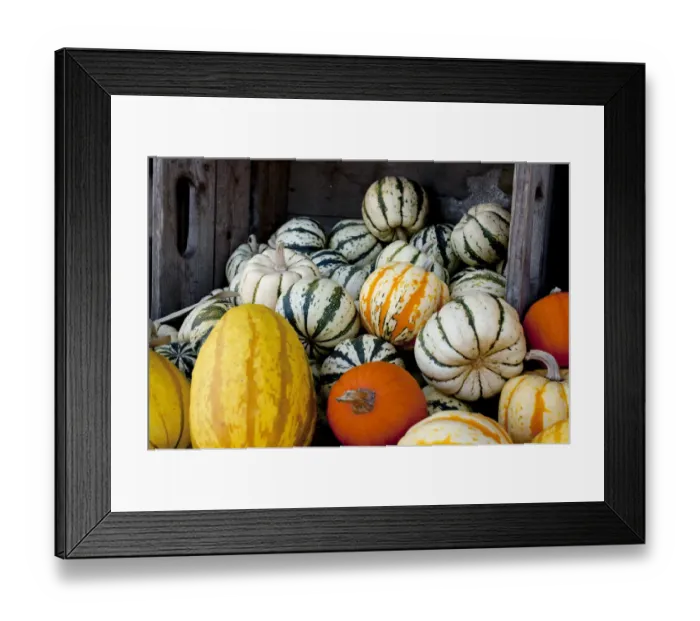 Framed Print : Pumpkins and squashes at the autumn market, Granby, Eastern Townships, Quebec Province, Canada