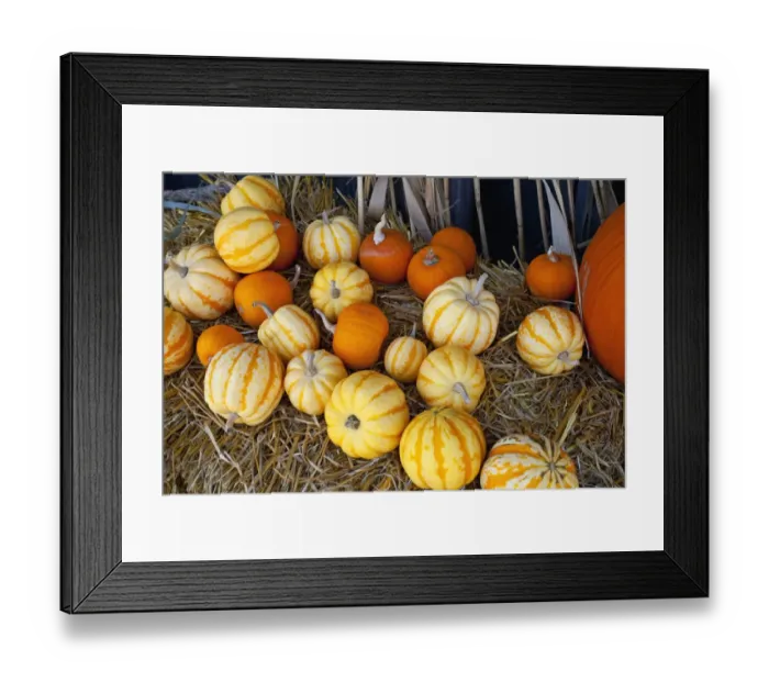 Framed Print : Pumpkins, squashes and gourds at the autumn market, Granby, Eastern Townships, Quebec Province, Canada Framed Print : Pumpkins, squashes and gourds at the autumn market, Granby, Eastern Townships, Quebec Province, Canada