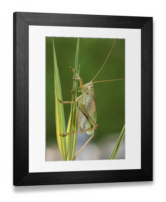 Framed Print : Great Green Bush-Cricket -Tettigonia viridissima-, Hungary, Europe