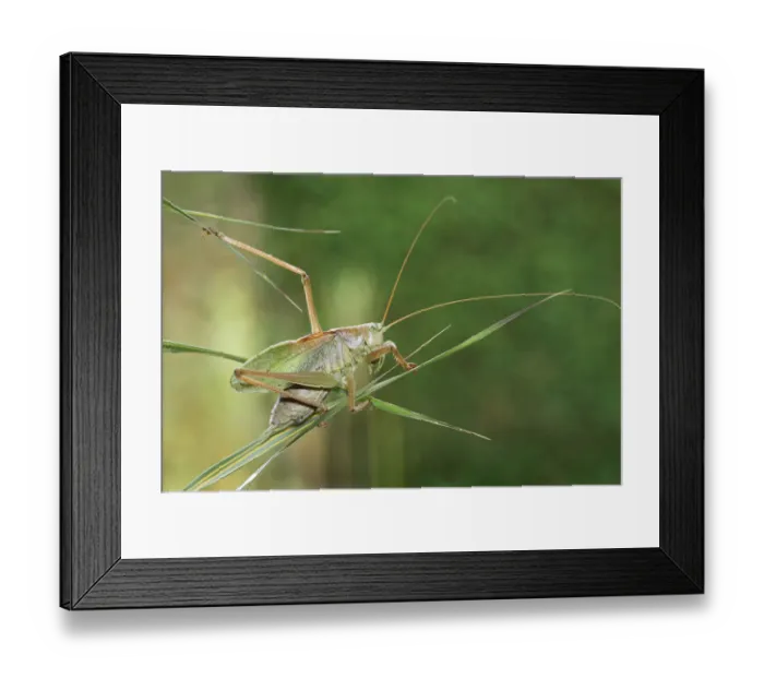 Framed Print : Great Green Bush-Cricket -Tettigonia viridissima-, Hungary, Europe Framed Print : Great Green Bush-Cricket -Tettigonia viridissima-, Hungary, Europe