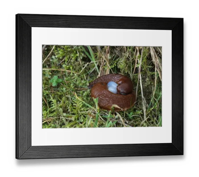 Framed Print : Red Slugs -Arion rufus-, mating with a sperm packet, Hungary, Europe Framed Print : Red Slugs -Arion rufus-, mating with a sperm packet, Hungary, Europe
