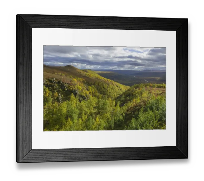 Framed Print : Vindelfjaellen in autumn, Vaesterbotten County, Sweden Framed Print : Vindelfjaellen in autumn, Vaesterbotten County, Sweden
