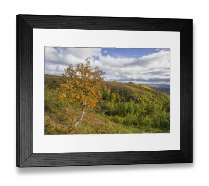 Framed Print : Birch tree in autumn colors, Vindelfjaellen, Vaesterbotten County, Sweden