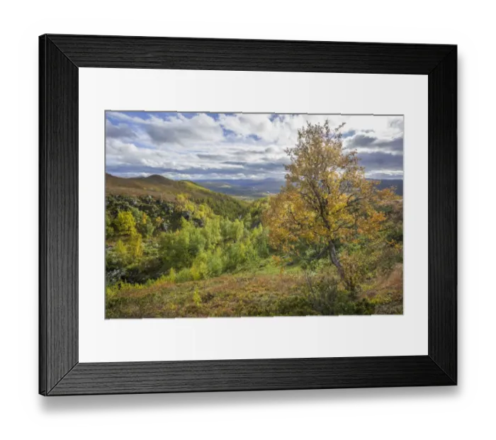 Framed Print : River valley and a Birch tree in autumn colours, Vindelfjaellen, Vaesterbotten County, Sweden Framed Print : River valley and a Birch tree in autumn colours, Vindelfjaellen, Vaesterbotten County, Sweden