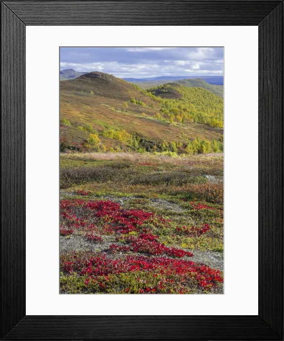 Framed Print : Vegetation in autumn colours, Vindelfjaellen, Vaesterbotten County, Sweden Framed Print : Vegetation in autumn colours, Vindelfjaellen, Vaesterbotten County, Sweden