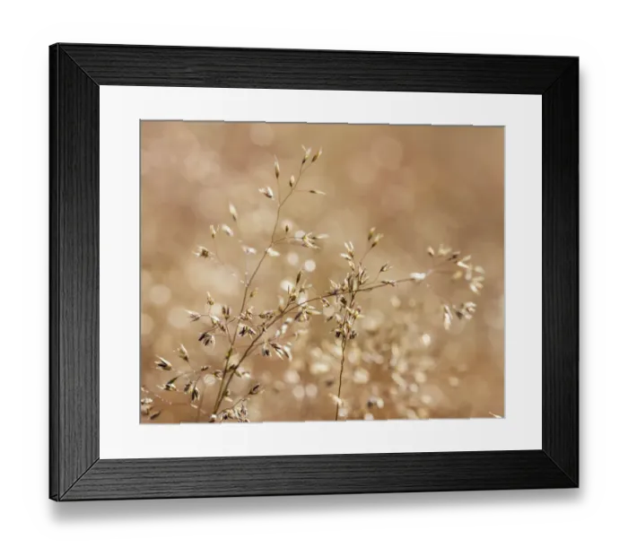 Framed Print : Grasses, Vindelfjaellen, Vaesterbotten County, Sweden