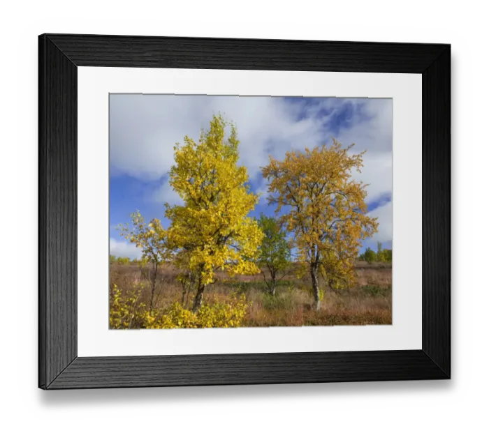 Framed Print : Autumn coloured Birch trees, Vindelfjaellen, Vaesterbotten County, Sweden Framed Print : Autumn coloured Birch trees, Vindelfjaellen, Vaesterbotten County, Sweden