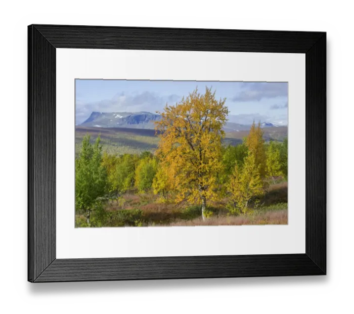 Framed Print : Autumn coloured Birch trees, Vindelfjaellen, Vaesterbotten County, Sweden Framed Print : Autumn coloured Birch trees, Vindelfjaellen, Vaesterbotten County, Sweden