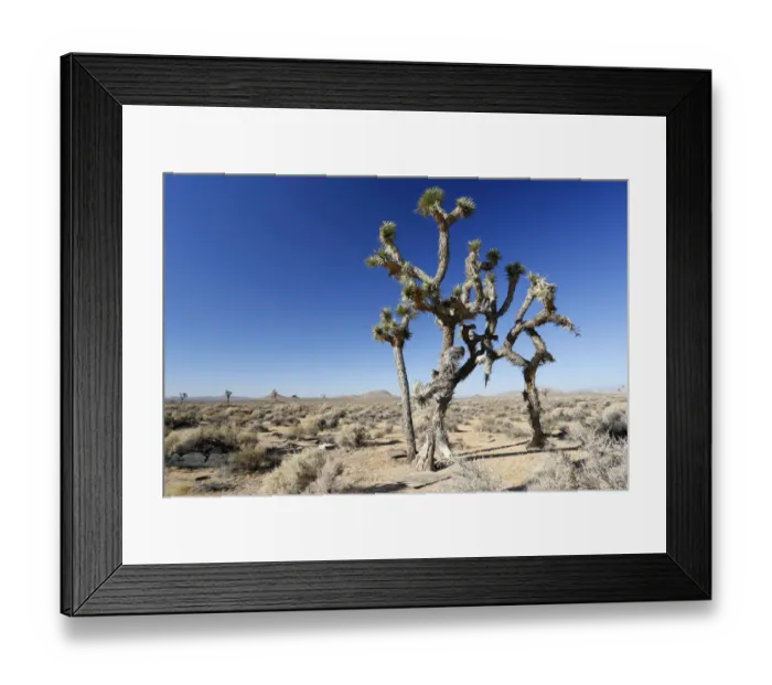 Framed Print : Joshua trees, Yucca palms -Yucca brevifolia-, Californian desert, California, USA Framed Print : Joshua trees, Yucca palms -Yucca brevifolia-, Californian desert, California, USA