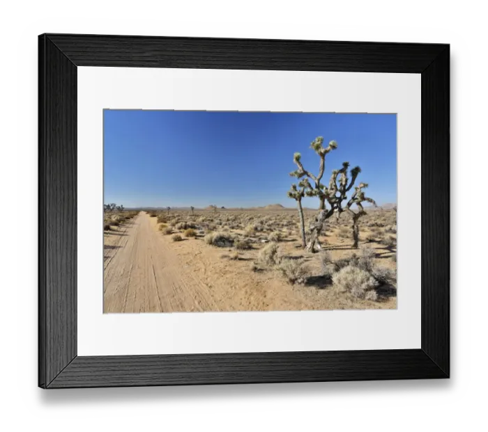 Framed Print : Joshua trees, Yucca palms -Yucca brevifolia-, Californian desert, California, USA Framed Print : Joshua trees, Yucca palms -Yucca brevifolia-, Californian desert, California, USA