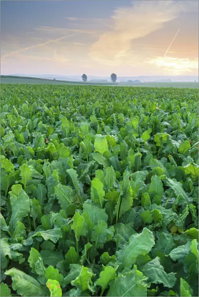 Field of turnips, Egesdorf, Lower Saxony, Germany, Europe